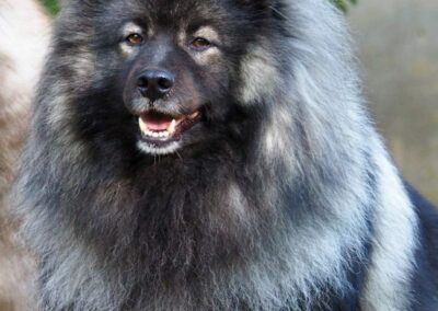 NĚMECKÝ VLČÍ ŠPIC/KEESHOND