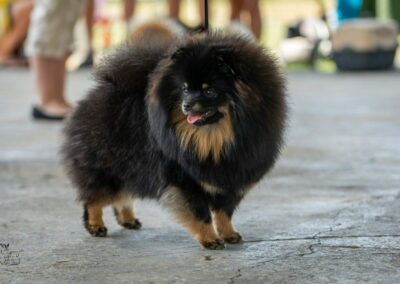 NĚMECKÝ ŠPIC TRPASLIČÍPOMERANIAN