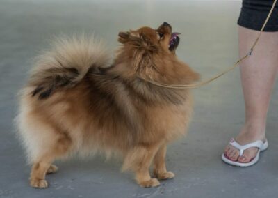 NĚMECKÝ ŠPIC MALÝSTŘEDNÍVELKÝ