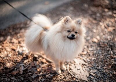 NĚMECKÝ ŠPIC TRPASLIČÍPOMERANIAN