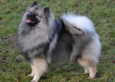 NĚMECKÝ VLČÍ ŠPIC/KEESHOND